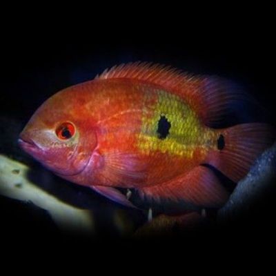 CICHLASOMA TEMPORALIS – Chocolate Cichlid – Шоколадова цихлида / 4-5 см