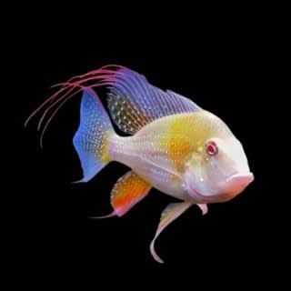 ALBINO ACARICHTHYS HECKELII – Albino Threadfin Acara – Албиносова нишкоперка акара / 5-6 см
