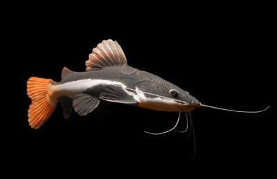 PHRACTOCEPHALUS HEMIOLIOPTERUS – Red Tail Catfish – Червеноопашат сом / 5-6 см