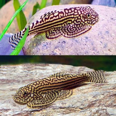 SEWELLIA LINEOLATA – Reticulated Hillstream Loach – Ретикулирана севелия / 3-3,5 см