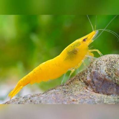 YELLOW FIRE SHRIMP – Жълта огнена скарида (Neocaridina davidi)