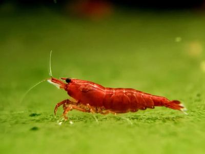 BLOODY MARY SHRIMP – Кървавочервена неокаридина (Neocaridina davidi)
