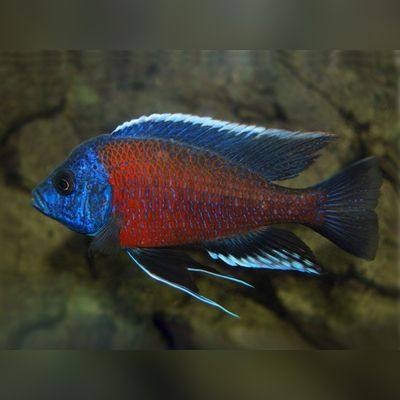 COPADICHROMIS BORLEYI – Redfin Hap – Червеноперест копадихромис / 7-8 см