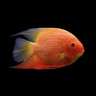RED SPOTTED GOLD SEVERUM – ЧЕРВЕНОТОЧКОВ ЗЛАТЕН СЕВЕРУМ / 4-5 см