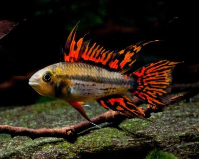 APISTOGRAMMA CACATUOIDES – КАКАДУ АПИСТОГРАМА / 3 см