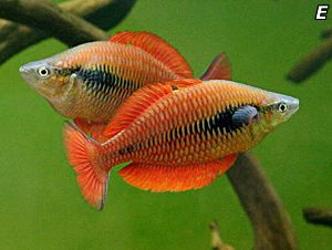 Melanotaenia parva - Меланотения Права / 4-5 см