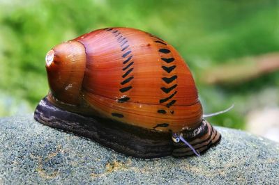 VITTINA TURRITA SPOTTED (NERITINA TURRITA) – ПЕТНИСТ ОХЛЮВ НЕРИТИНА 