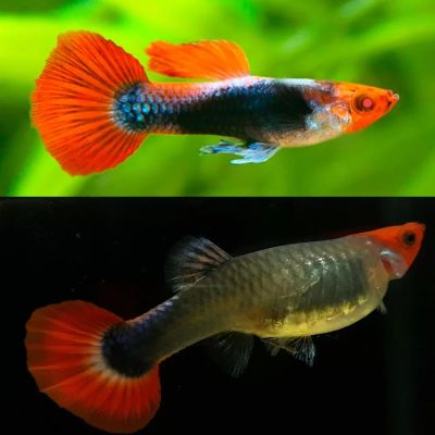 POECILIA RETICULATA TUXEDO KOI – ТУКСЕДО КОИ ГУПА / 3см