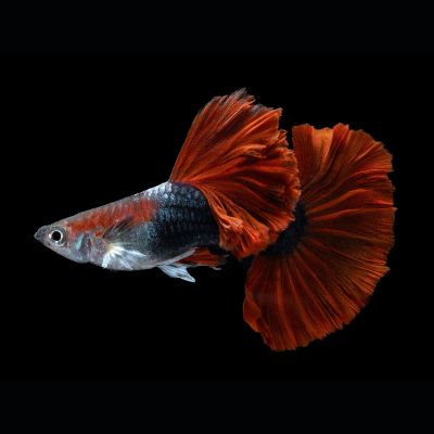 POECILIA RETICULATA HALF BLACK RED – ХАЛФ БЛЕК РЕД ГУПА / 3-3,5 см