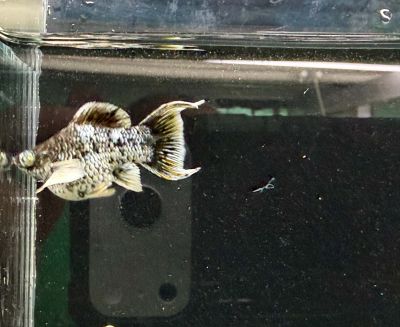 POECILIA SPHENOPS – ЕЛЕКТРИК СИНЯ ЛИРООПАШАТА МОЛИНЕЗИЯ / 3-3,5 см