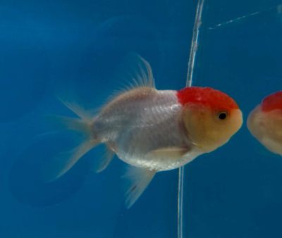 CARASSIUS AURATUS RED CAP ORANDA – ОРАНДА ЧЕРВЕНА ШАПКА / 7-8 см
