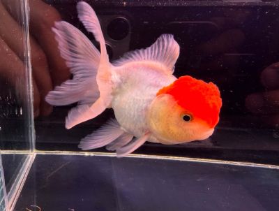 CARASSIUS AURATUS RED CAP ORANDA – ОРАНДА ЧЕРВЕНА ШАПКА / 7-8 см
