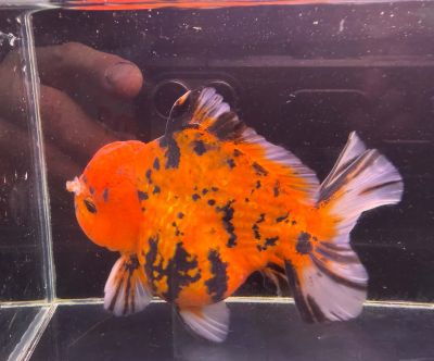 CARASSIUS AURATUS ORANDA TIGER SHORT TAIL – ТИГРОВА ОРАНДА С КЪСА ОПАШКА / 10--12 см