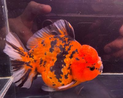 CARASSIUS AURATUS ORANDA TIGER SHORT TAIL – ТИГРОВА ОРАНДА С КЪСА ОПАШКА / 10--12 см