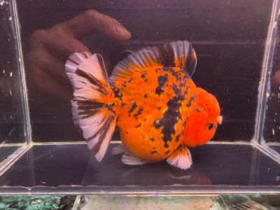 CARASSIUS AURATUS ORANDA TIGER SHORT TAIL – ТИГРОВА ОРАНДА С КЪСА ОПАШКА / 10--12 см