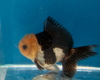 CARASSIUS AURATUS PANDA ORANDA – ПАНДА ОРАНДА / 8-9 см