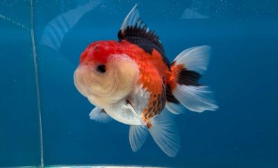 CARASSIUS AURATUS TRICOLOUR ORANDA – ТРИЦВЕТНА ОРАНДА / 6-7 см