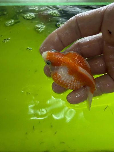CARASSIUS AURATUS PEARLSCALE – ШИШИРКА ЗЛАТНА РИБКА / 6-7 см