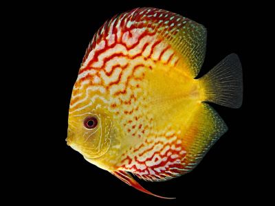 Discus Red Pigeon (Symphysodon sp.) – червен селекционен дискус със светла основа