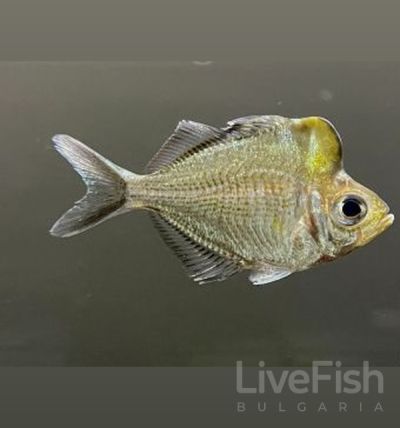 Parambassis pulcinella – Big Head Glassfish (Гърбеста стъклена риба) / 6-7 см