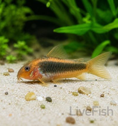 Corydoras CW 014 - RED LASER - Коридорас Червен Лазер / 3 см