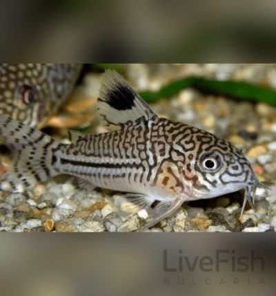 Corydoras julii - Коридорас Джули / 2,5-3 см
