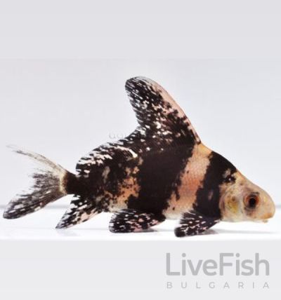 MYXOCYPRINUS ASIATICUS – КИТАЙСКА ВИСОКОПЕРА АКУЛА / 4-5 см