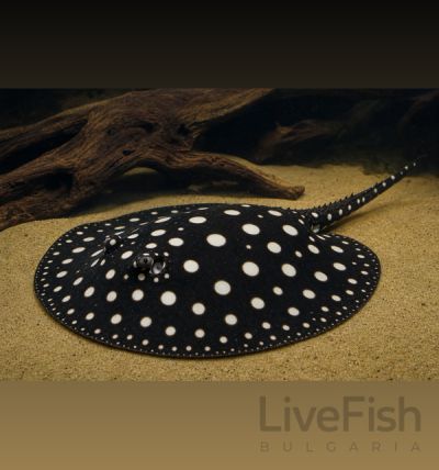 POTAMOTRYGON LEOPOLDI – ЧЕРЕН СЛАДКОВОДЕН СКАТ ЛЕОПОЛДИ / 20-25 см