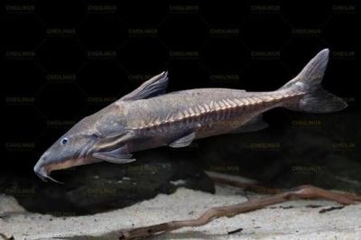 OXYDORAS NIGER – ЧЕРЕН БОДЛИВ СОМ