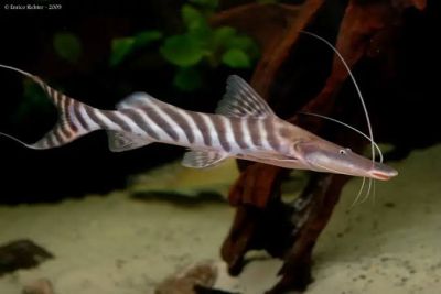 BRACHYPLATYSTOMA TIGRINUM – ЗЕБРОВ ЛОПАТОМУЦУНЕСТ СОМ / 25 см
