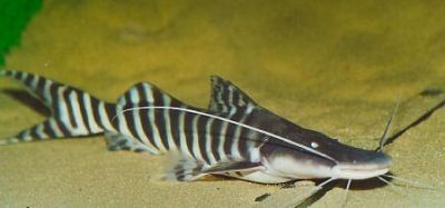 BRACHYPLATYSTOMA TIGRINUM – ЗЕБРОВ ЛОПАТОМУЦУНЕСТ СОМ / 25 см