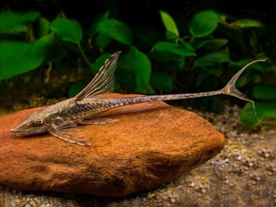 STURISOMATICHTHYS PANAMENSIS – ПАНАМСКА СТУРИЗОМА / 6-7 см