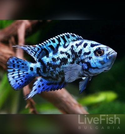 ROCIO OCTOFASCIATA ELECTRIC BLUE – ЕЛЕКТРИК БЛУ ДЖАК ДЕМПСИ / 3-4 см
