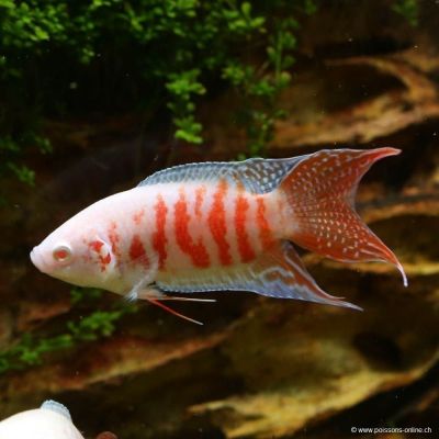 MACROPODUS OPERCULARIS – РАЙСКА РИБКА МАКРОПОД АЛБИНОС / 3-4 см