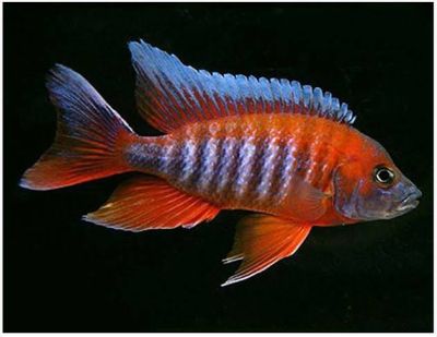 AULONOCARA JACOBFREIBERGI – ПАУНОВА ЦИХЛИДА ЯКОБФРАЙБЕРГИ ЕУРЕКА / 8-10 см