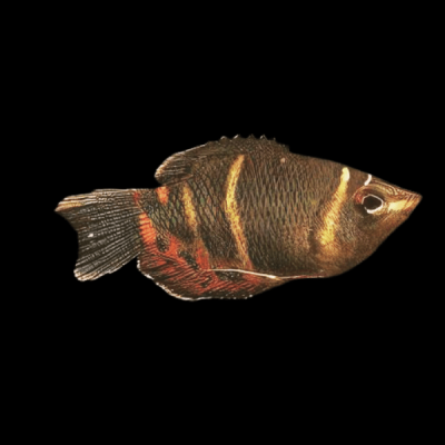 SPHAERICHTHYS OSPHROMENOIDES – ШОКОЛАДОВО ГУРАМИ / 3 см