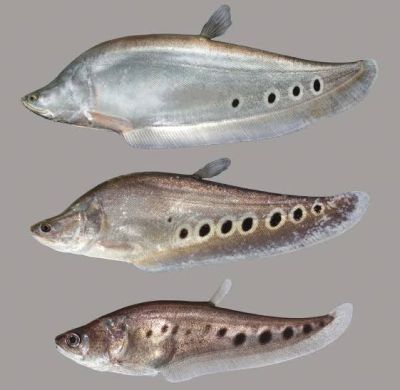CHITALA ORNATA – РИБА НОЖ КЛОУН / 10-12 см