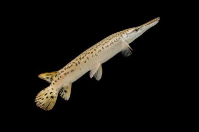 ATRACTOSTEUS SPATULA – АЛИГАТОРОВ ГАР / 10-12 см