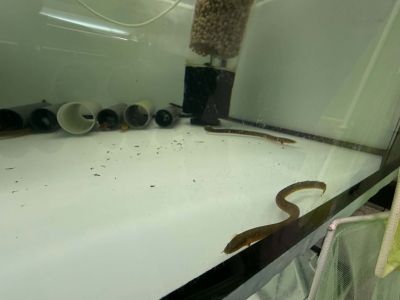 ERPETOICHTHYS CALABARICUS – ROPEFISH /  РИБА ВЪЖЕ / 20-25 см