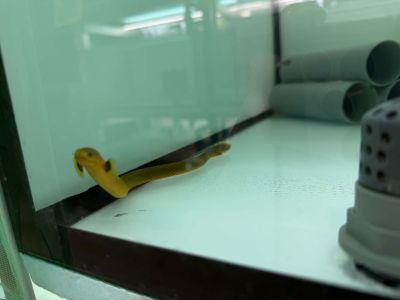 ERPETOICHTHYS CALABARICUS – ROPEFISH /  РИБА ВЪЖЕ / 20-25 см