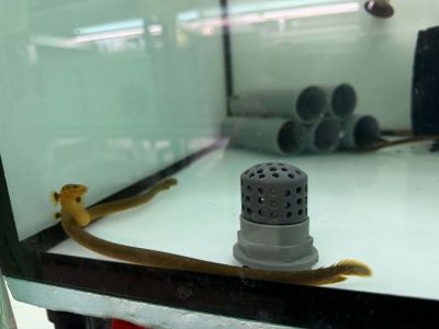 ERPETOICHTHYS CALABARICUS – ROPEFISH /  РИБА ВЪЖЕ / 20-25 см