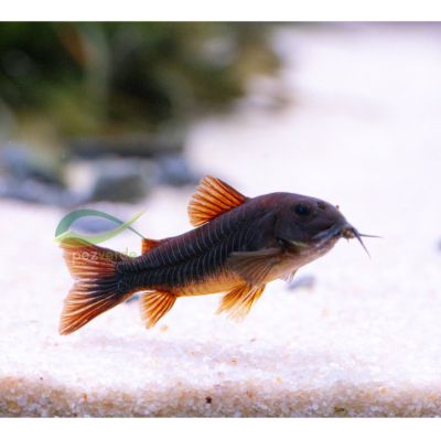 Corydoras Venezuela Black – черен селекционен коридорас с тъмно тяло и червеникави перки