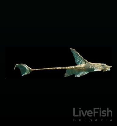 STURISOMATICHTHYS PANAMENSIS – ПАНАМСКА СТУРИЗОМА / 6-7 см