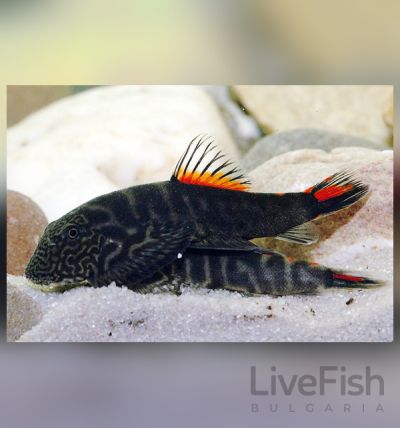 GASTROMYZON SP. “BLOODY MARY” – ЧЕРВЕН БОРНЕЙСКИ СМУКАЧ / 3-4 см