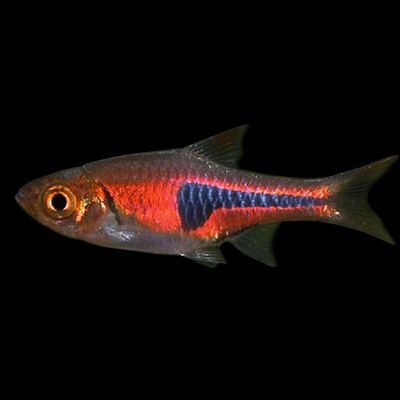 TRIGONOSTIGMA ESPEI – РАЗБОРА ЕСПЕЙ / 2 см