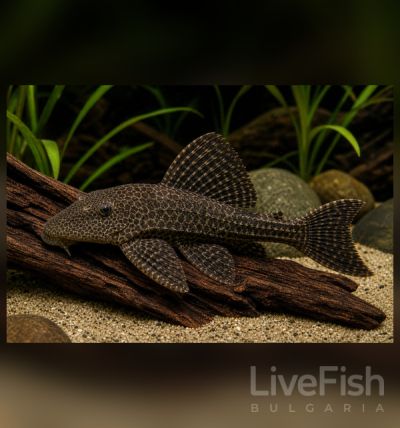 Hypostomus plecostomus - Хипостомус / 4 см