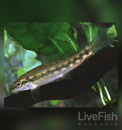 GYRINOCHEILUS AYMONIERI – Chinese Algae Eater – Китайски водораслояд / 4-5 см