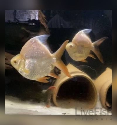 TINFOIL BARB (SHORT BODY) – КЪСОТЕЛЕСЕН ТИНФОЙЛ БАРБУС (Barbonymus schwanenfeldii) / 12-15 см