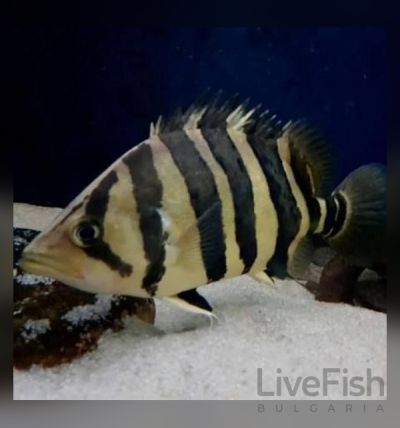 Datnioides microlepis – Индонезийски тигров костур  / 4-5 см