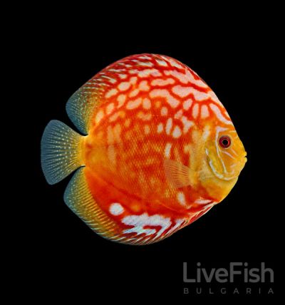 Discus Red Rafflesia (Symphysodon spp.) с наситено червено тяло и контрастни светли шарки